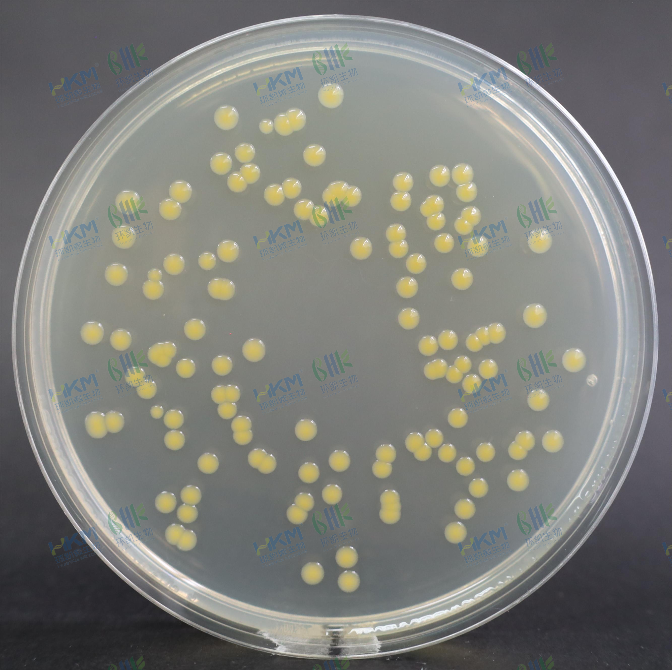 莫氏克罗诺杆菌CMCC（B）45407