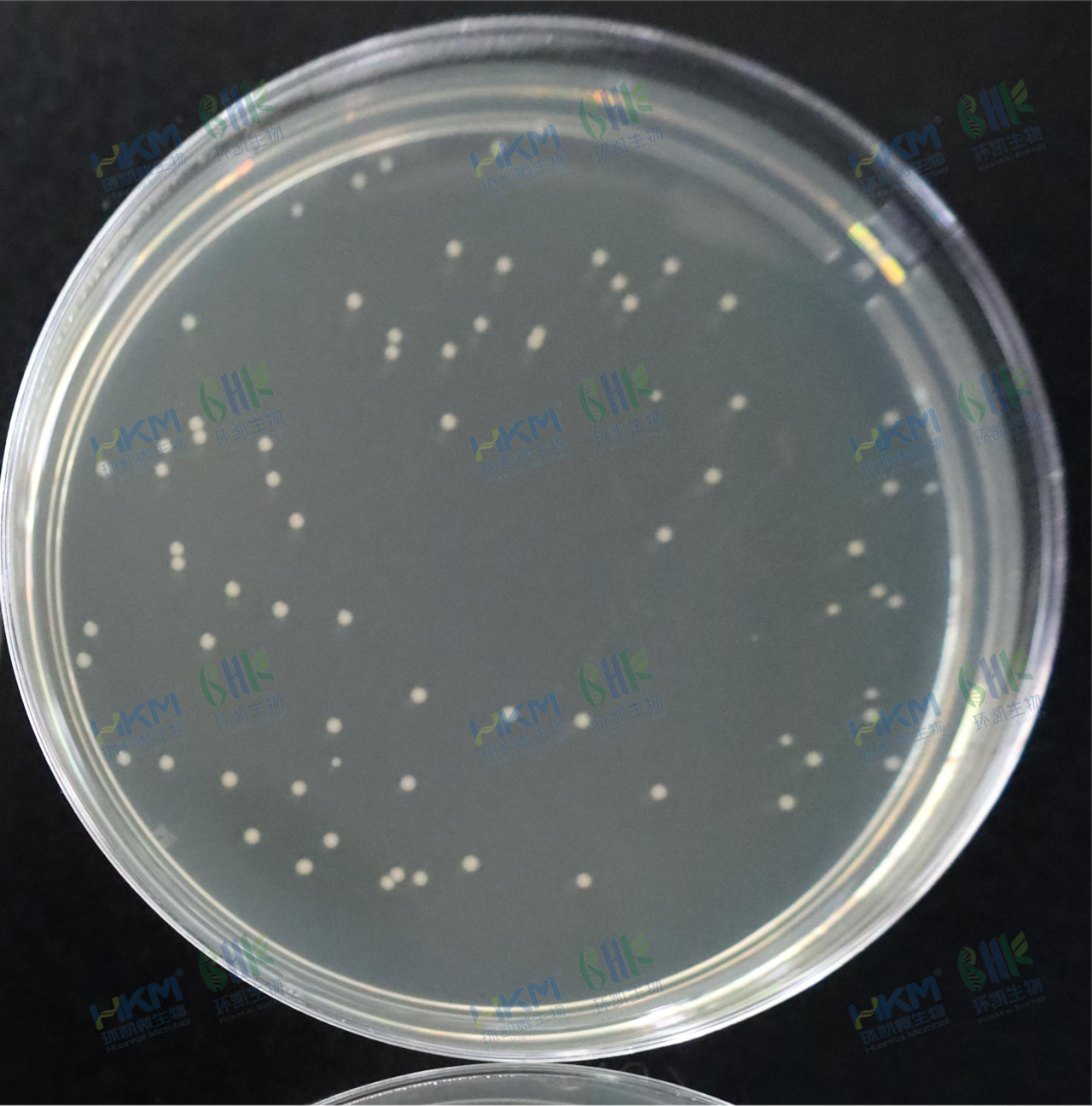 嗜热嗜脂肪地芽孢杆菌CMCC(B)63509