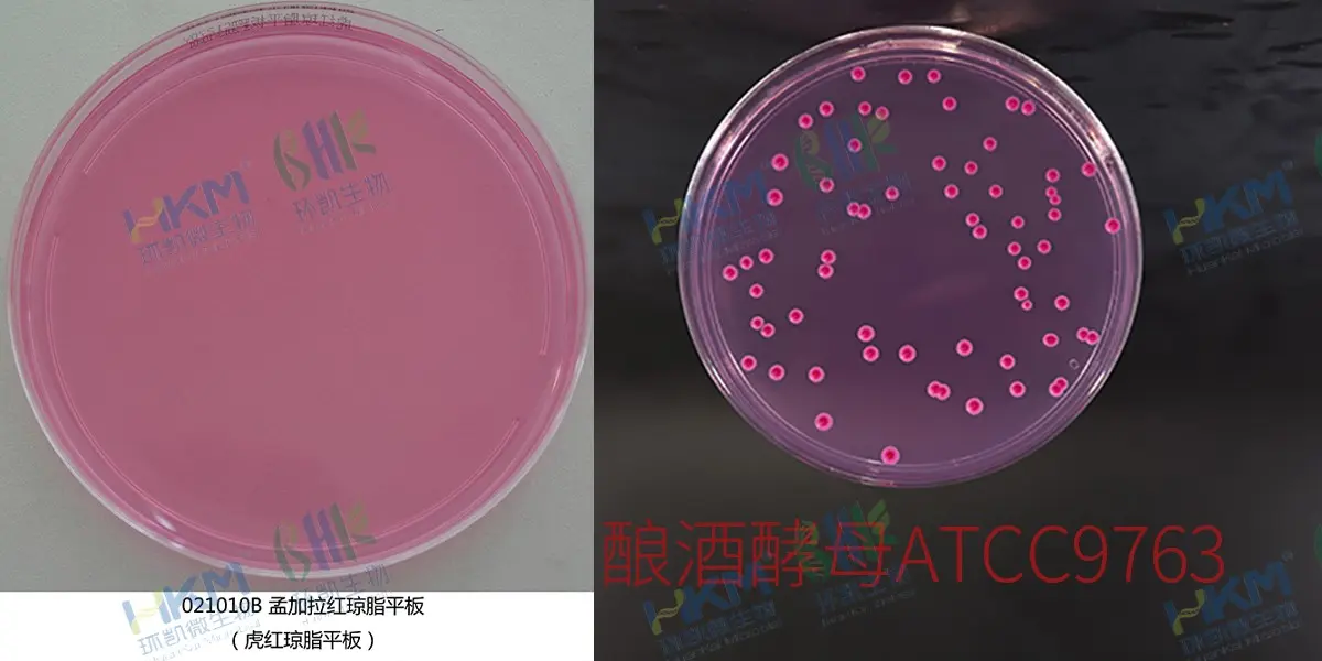 孟加拉红平板培养基（酿酒酵母 ATCC9763）