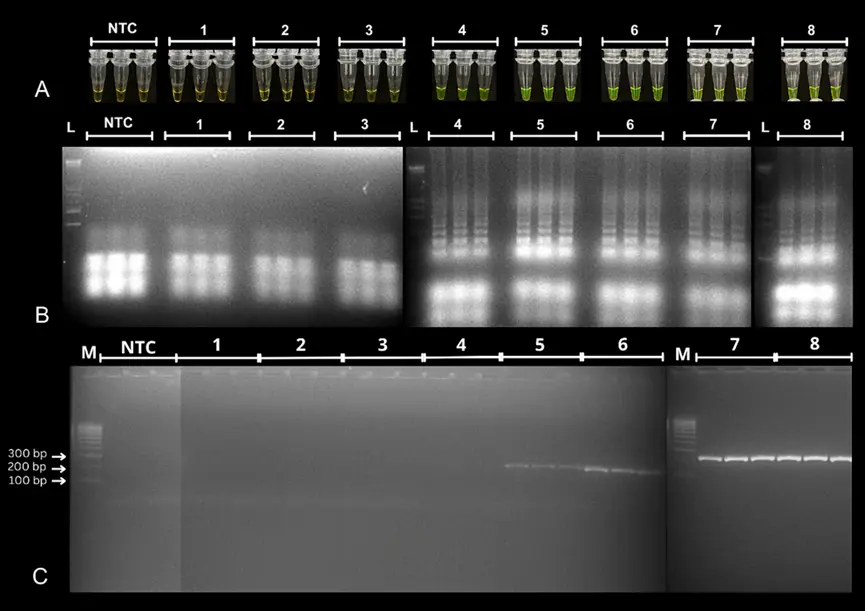 肠炎沙门氏菌（Salmonella enterica）DNA 系列稀释后的 LAMP 和 PCR 扩增结果